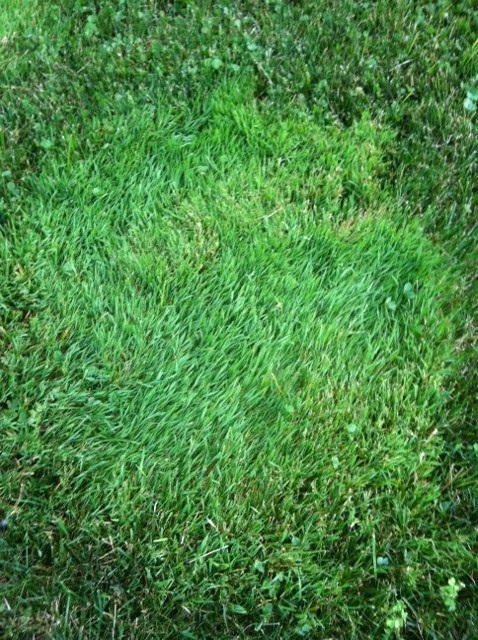 Dark Green Bunches Of Grass